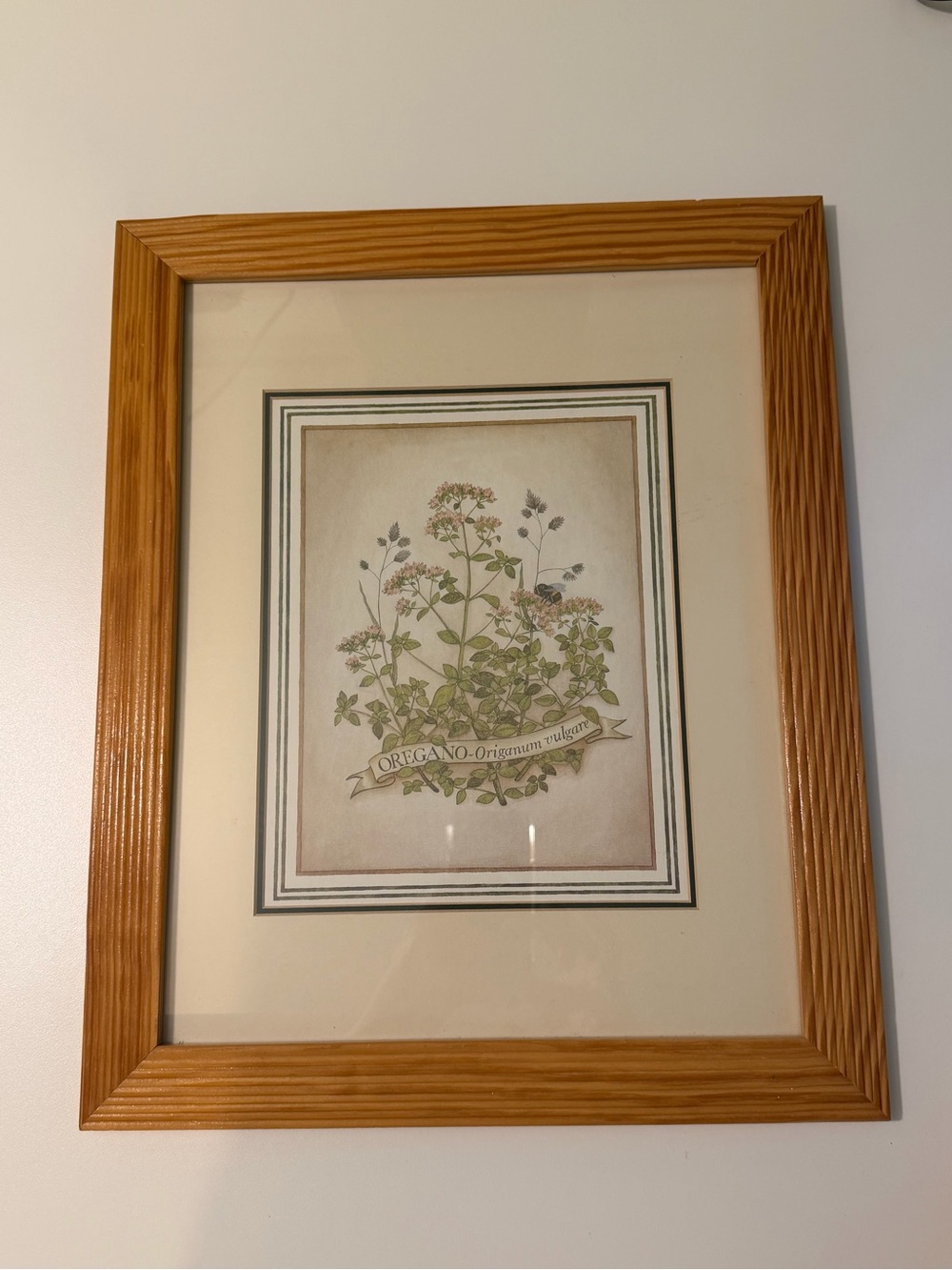 Vintage Oregano Botanical Print Framed Herb Rustic Farmhouse Kitchen Wall Decor